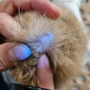 하단오거리 동물의료센터 이미지