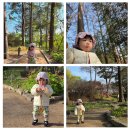 시도 1호선 벚나무 | 14개월 아기랑 주말 나들이🌿 100년 만에 개방한 홍릉숲 산책 후기 (성북/동대문)
