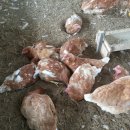 키다리농장 이미지