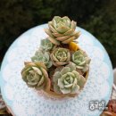 옐로우 펀 이미지