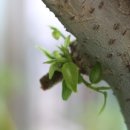 새순약국 이미지