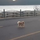 이일레민박 이미지