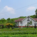 [초급매매]제천시 수산면 구곡리 시골마을 텃밭넓은 단독주택매매/1억2천만원 이미지