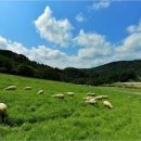 하늘목장 이미지