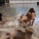 메르시몽프레 포메분양&애견카페 네이버블로그