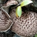 이포고등학교 이미지