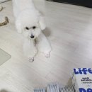 토리펫 | 라이프펫 멀티밸런스후기