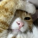 냥블레스유 이미지