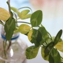 한잎클로버 이미지