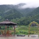 지리산황금나무 이미지