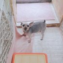 모모 애견미용 이미지