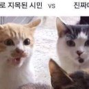 시민pc게임 이미지