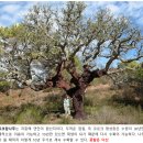 {식물탄생신화} 15. 아폴론의 연인들, 코르크참나무, 포플러, 아칸서스 이미지