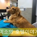 더조은동물의료센터 이미지