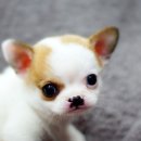 아장아장 이미지