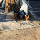 가마치통닭 수월점 이미지