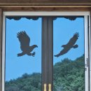 고란초 | 포항시 흥해읍 도음산 천곡사 탐방