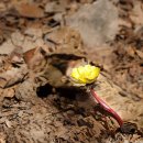 개복수초[Ranunculaceae (미나리아재비과) ＞ Adonis (복수초속) ＞ pseudoamurensis (개복수초)] 이미지