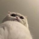 막창도둑 이미지