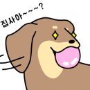 루시네애견 네이버블로그