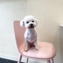 비비펫 살롱 이미지