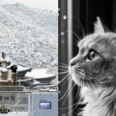 이례로-6 이미지