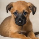 다올미르 이미지