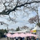 CU(벚꽃점) 이미지