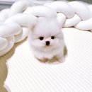 비비퍼피 강아지분양 일산점 이미지