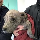 영국동물병원 이미지