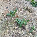 재철농장 이미지