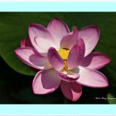 팔각정 공원 이미지