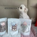 댕꼬미다 이미지