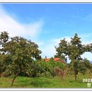 청도감마을 이미지