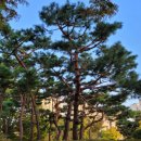 신길1동주민센터 이미지