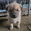 이쁜 댕댕이 이미지