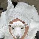 주식회사 다온다옴 | 광주 온다리프팅 7만줄 내돈내산 광주피부과 후기