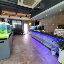 코보아쿠아 이미지