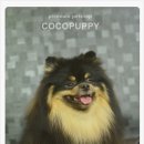 모리펫샵 이미지