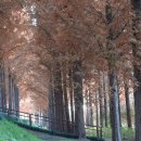 메타세콰이어길 이미지