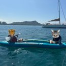 [공지] 🇺🇸하와이 여행일기: Day3 거북이 스노쿨링, 아사히볼, 루스크리스 해피아워, 야드하우스