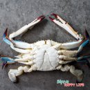 신밥도둑