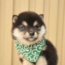 포시바(For Shiba) 이미지