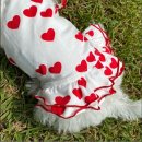 댕블리스 이미지