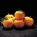 참살이영농조합법인 이미지