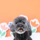 댕글하우스 이미지