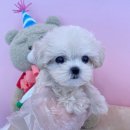 내품안의반려견광명점 이미지