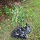 영식농장 이미지