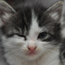 신기방기 이미지