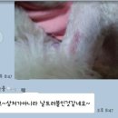 개깎는중 이미지